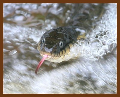 watersnake-yellow-bellied 5-10-09 4d438b.JPG