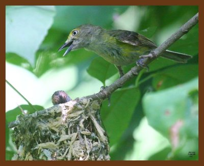 white-eyed vireo 7-4-09 4d560b.JPG