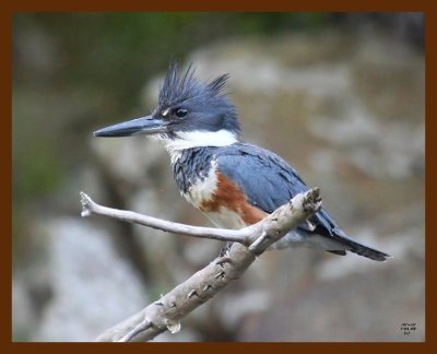 belted-kingfisher 7-1-09 4d600b.JPG