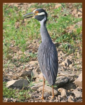 yellow-crowned night heron 7-4-09 4d951b.JPG