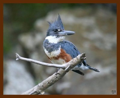 belted-kingfisher 7-1-09 4d601b.JPG