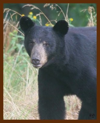 black bear 7-6-09 4d112c1b.JPG