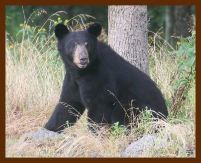 black bear 7-6-09 4d105b.JPG