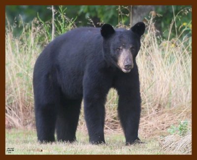 black bear 7-6-09 4d104b.JPG