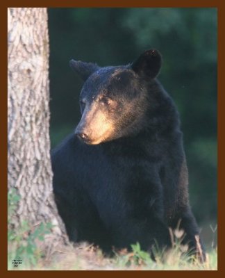 black bear 7-10-09 4d517b.JPG