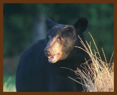 black bear 7-10-09 4d581b.JPG