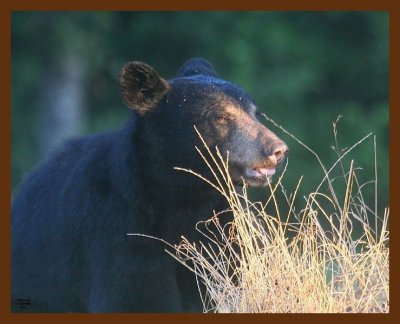 black bear 7-10-09 4d574b.JPG