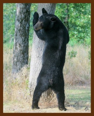 black bear 7-11-09 4d015b.JPG
