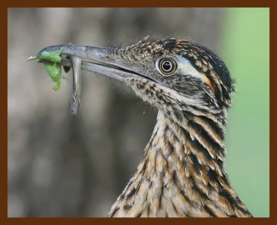 roadrunner-greater 7-15-09 4d089b.JPG