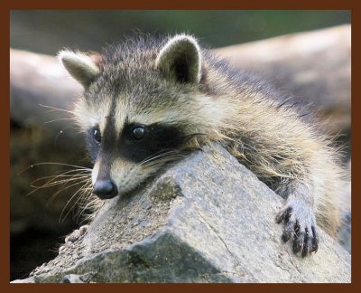 raccoon-young 7-14-09 4d857b.jpg
