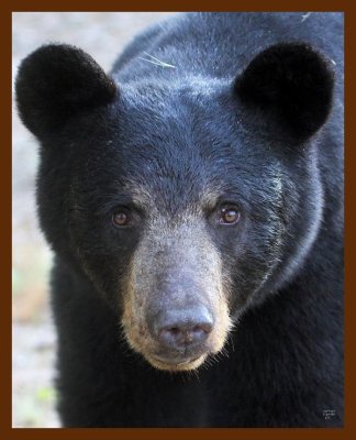 black bear 7-19-09 4d747b.JPG