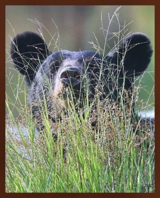 black bear 7-20-09 4d014b.jpg