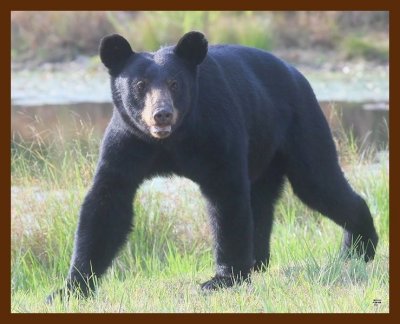 black bear 7-20-09 4d033b.JPG