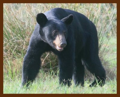 black bear 7-20-09 4d058b.JPG