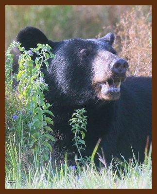 black bear 7-20-09 4d974b.JPG