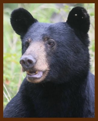 black bear 7-21-09 4d407b.JPG