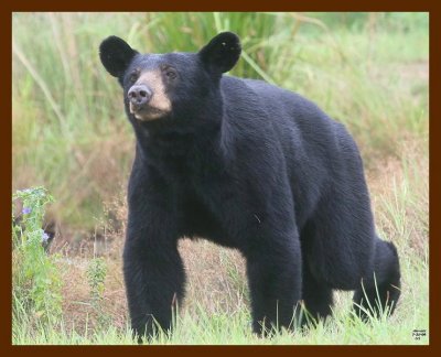 black bear 7-21-09 4d242b.jpg
