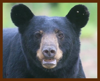 black bear 7-21-09 4d531b.JPG