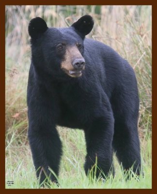 black bear 7-21-09 4d239b.JPG
