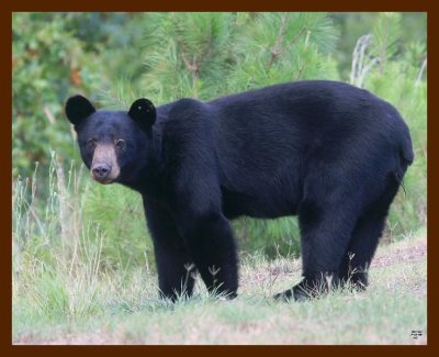 black bear 7-21-09 4d687b.JPG