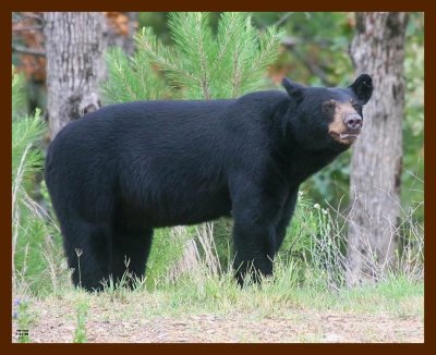 black bear 7-21-09 4d543b.JPG