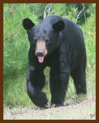 black bear 7-21-09 4d558b.JPG