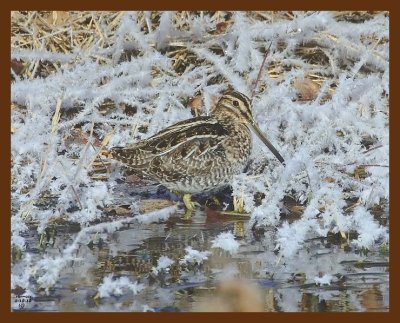 snipe_1-10-10_4d415b.jpg