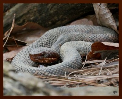 cottonmouth-young791-4-4-10b.jpg