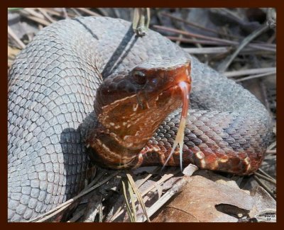 cottonmouth-young804-4-4-10b.jpg