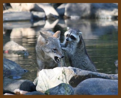 coyote-raccoon 10-20-07 4c8b.jpg