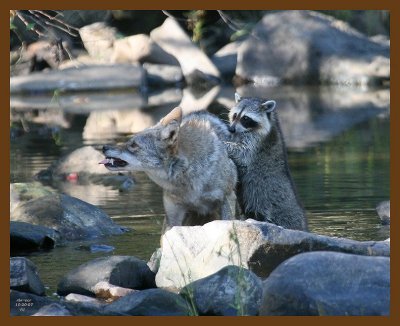 coyote-raccoon 10-20-07 4c3b.jpg