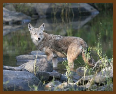 coyote 10-18-07 4c3b.jpg