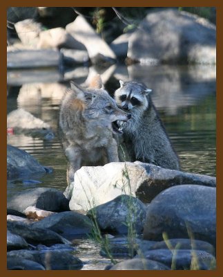 coyote-raccoon 10-20-07 4c5b.jpg