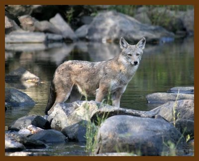 coyote 10-18-07 4c2b.jpg