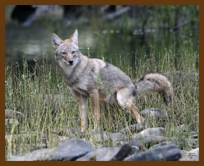 coyote 10-18-07 4c6b.jpg