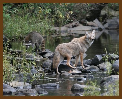 coyote-raccoon 10-18-07 4c1b.jpg