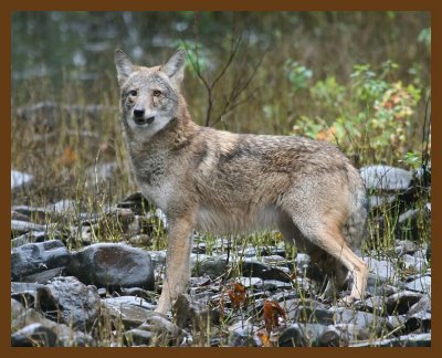 coyote 10-23-07 4c6b.jpg