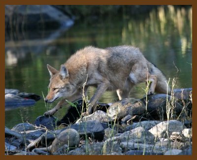 coyote 10-25-07 4c1b.jpg