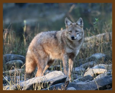 coyote 10-25-07 4c4b.jpg