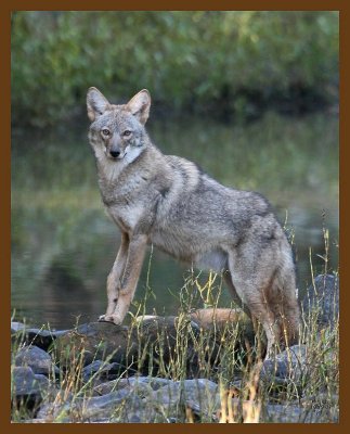 coyote 10-19-07 4c3b.jpg