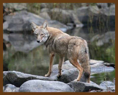 coyote 10-26-07 4c2b.jpg