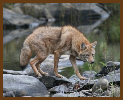 coyote 10-26-07 4c5b.jpg
