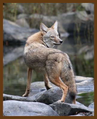 coyote 10-26-07 4c3b.jpg