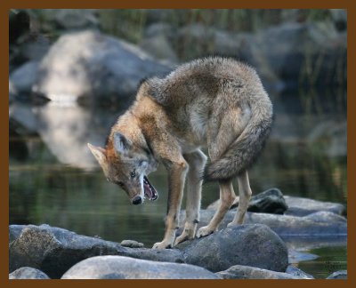 coyote 10-28-07 4c4b.jpg