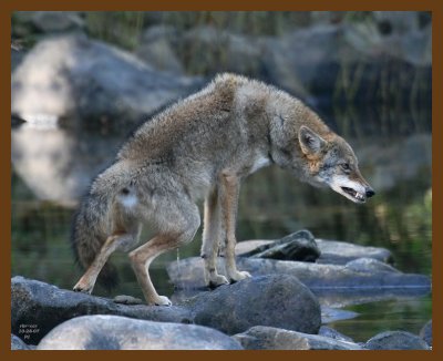 coyote 10-28-07 4c7b.jpg