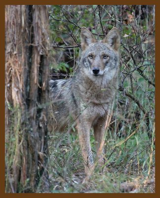 coyote 10-28-07 4c9b.jpg