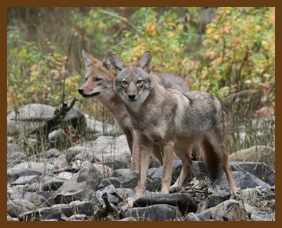 coyotes 10-26-07 4c2b.jpg