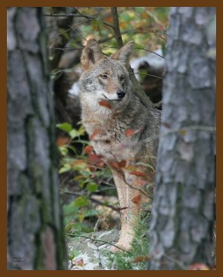 coyote 10-28-07 4c11b.jpg