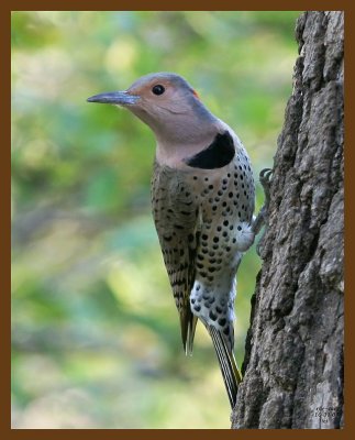 northern flicker 10-31-07 4c2b.jpg