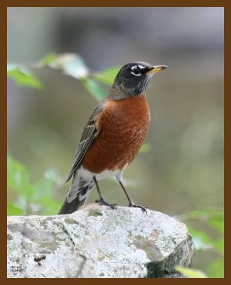 robin 10-26-07 4c1b.jpg
